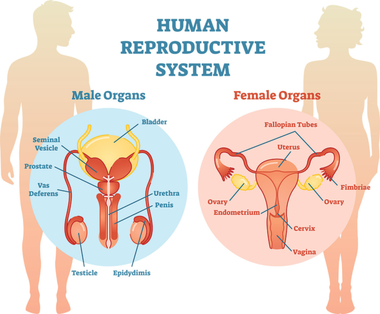 Reproductivr System Model Reproductive System Models: A Complete Guide for Education and Learning ...